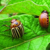 Gnojivo od kore pomorandže za sobno bilje, baštu i povrtnjak